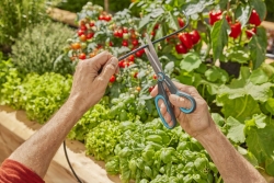Gardena Solar-Bewässerung AquaBloom L Set