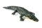 Amewi Croco das kleine Krokodil 370mm 4-Kanal RTR