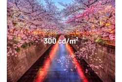 JAPANNEXT 60,5cm JN-I238FHD120F-HSP-YE 16:9 HDMI gelb FHD
