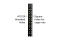 Eaton Tripplite Series SmartRack 9U Low-Profile Switch-Depth