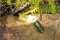 OLIGHT Taschenlampe Baton 4 OD Green