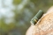OLIGHT Taschenlampe Baton 4 Premium Edition OD Green