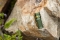 OLIGHT Taschenlampe Baton 4 Premium Edition OD Green
