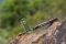 OLIGHT Taschenlampe Baton 4 Premium Edition OD Green