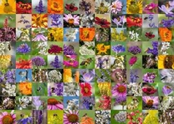 99 Bienen Puzzle 1000 Teile