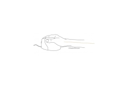 BakkerElkhuizen Maus Evoluent 4 VerticalMouse klein r USB retail