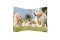 HERMA Ringbuch A4 Hunde 4D