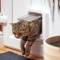 SUREFEED Mikrochip Katzenklappe braun