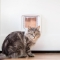 SUREFEED Mikrochipgest. DualScan Katzenklappe - weiß
