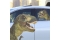 ThumbsUp! Fenstersticker T-Rex