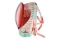 Herlitz Kindergartenrucksack Rookie Sweet Jungle