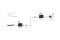 LevelOne Media Konverter RJ45->SFP GE PoE PSE 60W