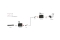 LevelOne Media Konverter RJ45->SFP GE PoE PSE 90W